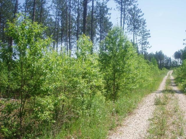 Harlan Road, Unit B Copemish, MI 49625 - Photo 2 of 6 B-2