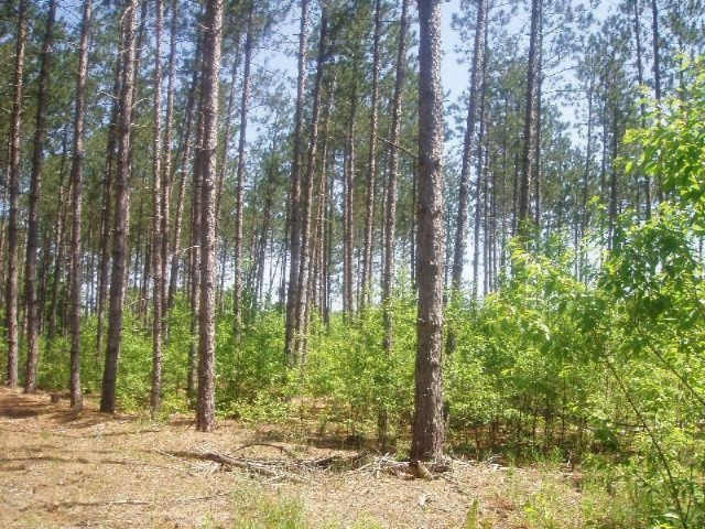 Harlan Road, Unit B Copemish, MI 49625 - Photo 3 of 6 B-3