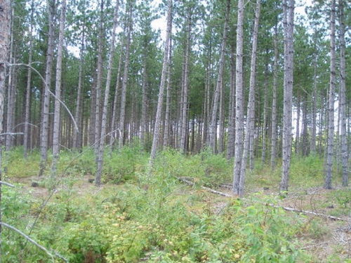 Harlan Road, Unit B Copemish, MI 49625 - Photo 4 of 6 B-4