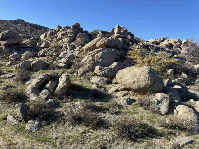 a view of a dry yard with trees