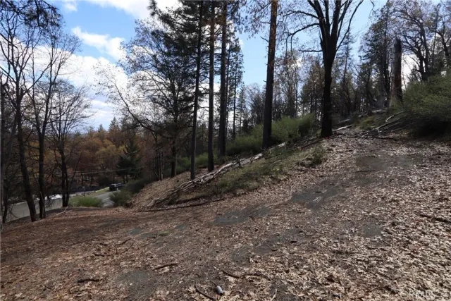 a view of a forest with trees