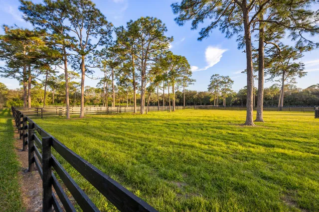 a view of a park with large trees