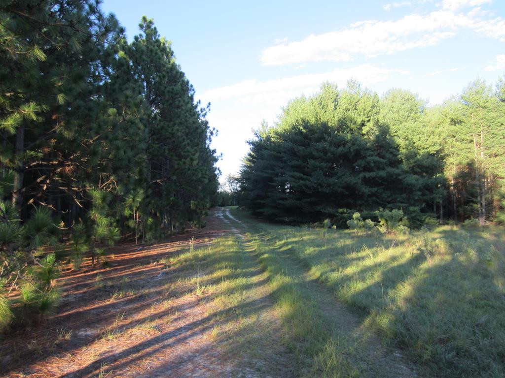 1475 Keys Pond Road Ridge Spring, SC 29129 - Photo 1 of 13