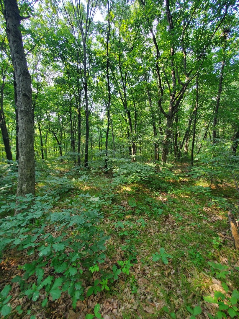 a big yard with lots of green space and deers