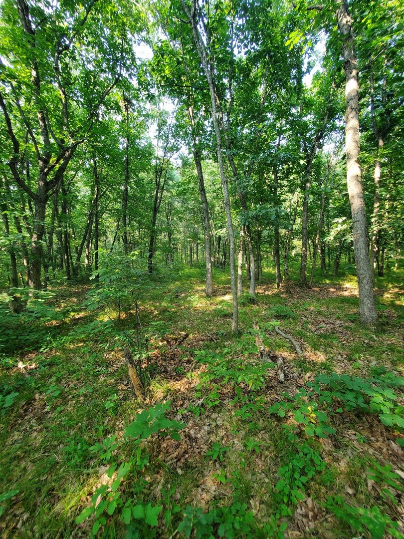 0 1840th Road Pembroke Township, IL 60958 - Photo 2 of 3 a big yard with lots of green space and deers