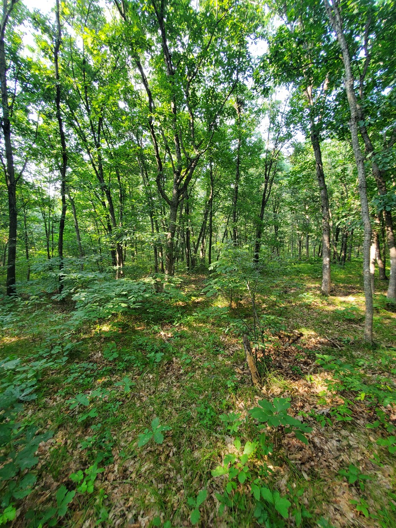 0 1840th Road Pembroke Township, IL 60958 - Photo 3 of 3 a big yard with lots of green space and trees