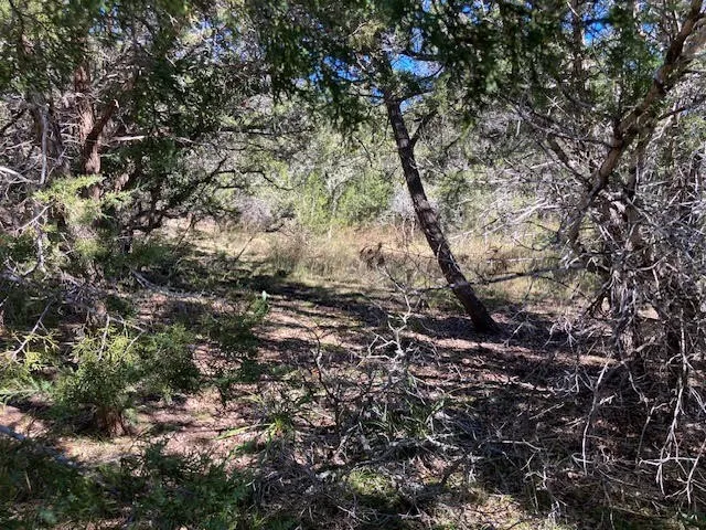 a view of a yard with a tree