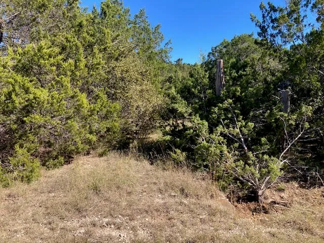a view of a forest with a tree