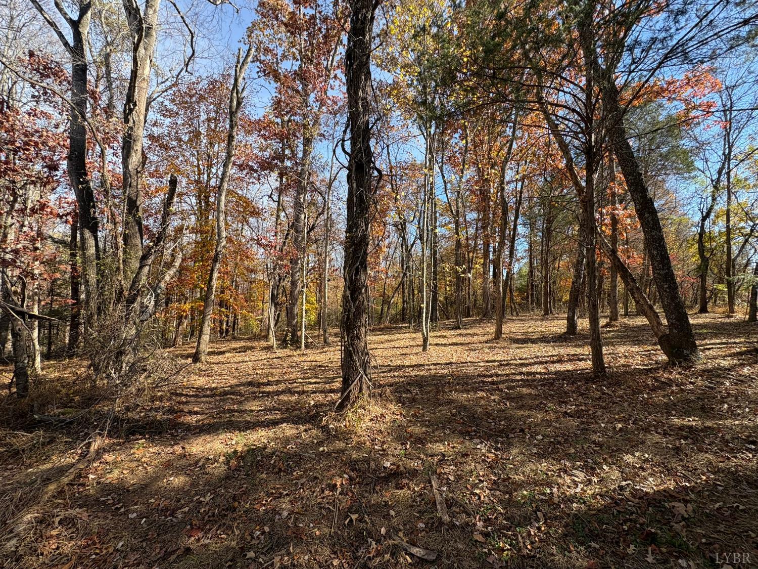 9 F Dulwich Drive Amherst, VA 24521 - Photo 15 of 22 a big yard with lots of green space and trees
