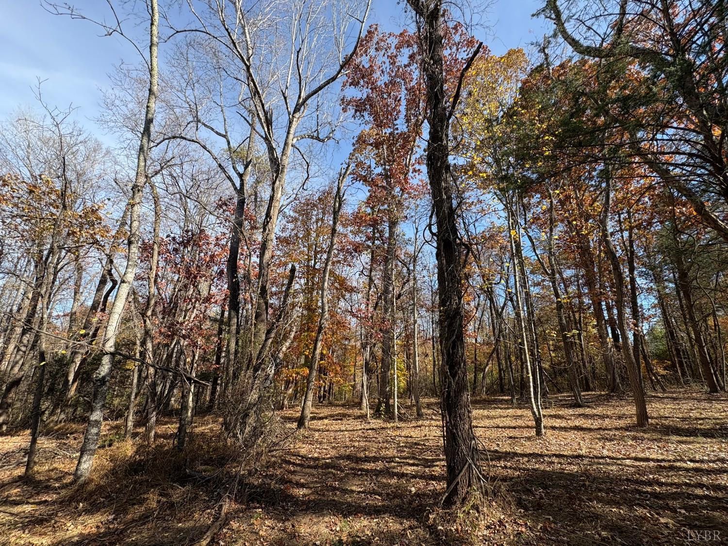9 F Dulwich Drive Amherst, VA 24521 - Photo 16 of 22 a view of outdoor space with lots of trees