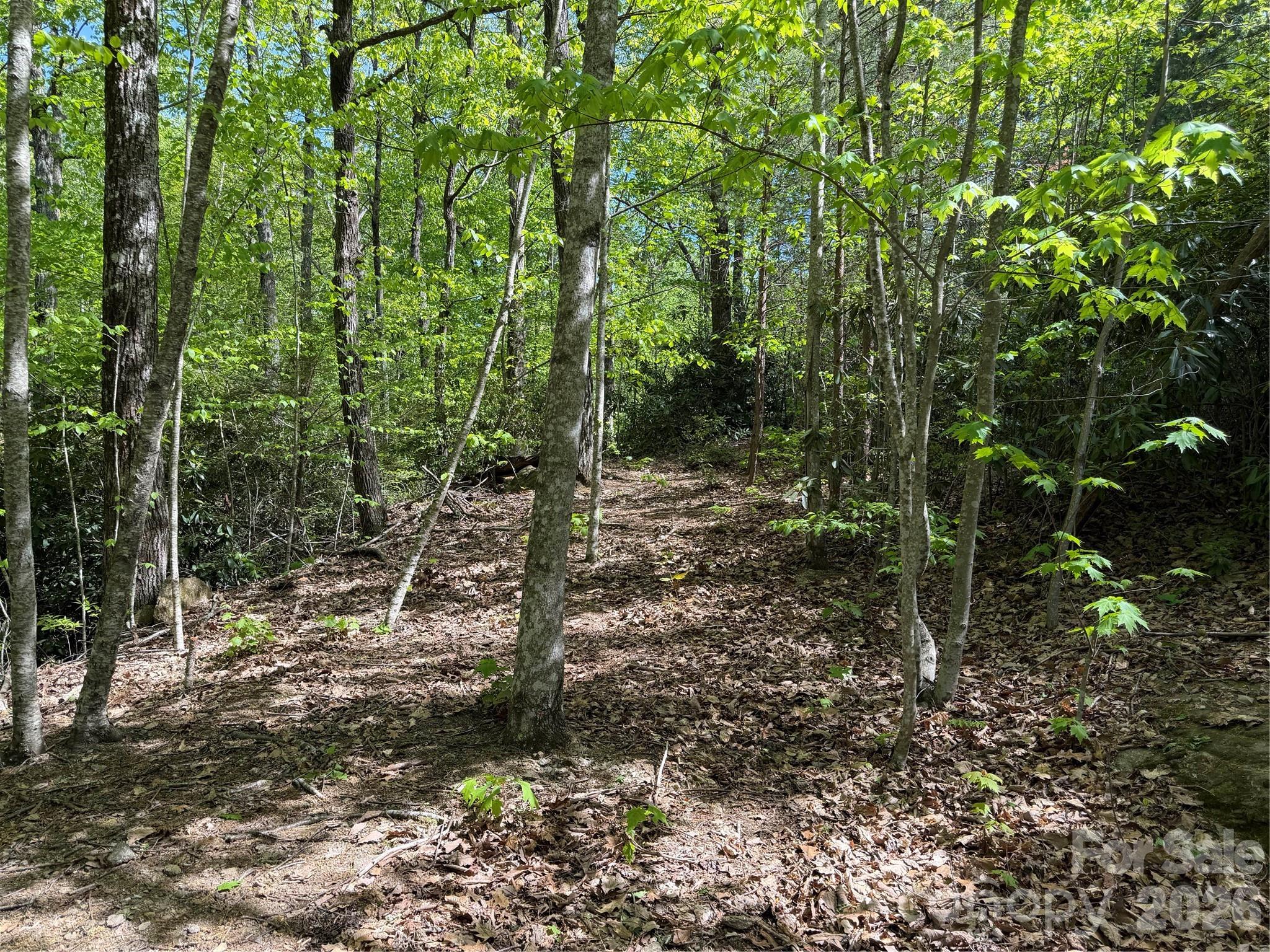 0 Lakeview Drive, Unit 414/415 Tryon, NC 28782 - Photo 6 of 25 a view of a forest filled with trees
