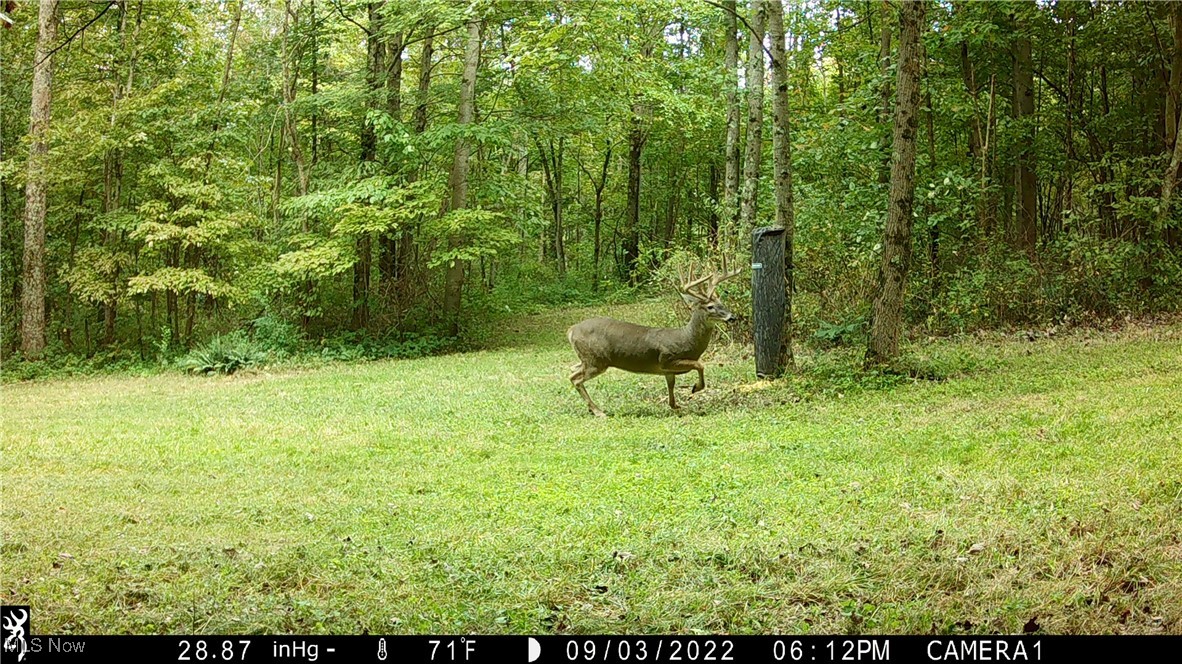 Pleasant Ridge Road Belmont, OH 43718 - Photo 33 of 38 Wildlife