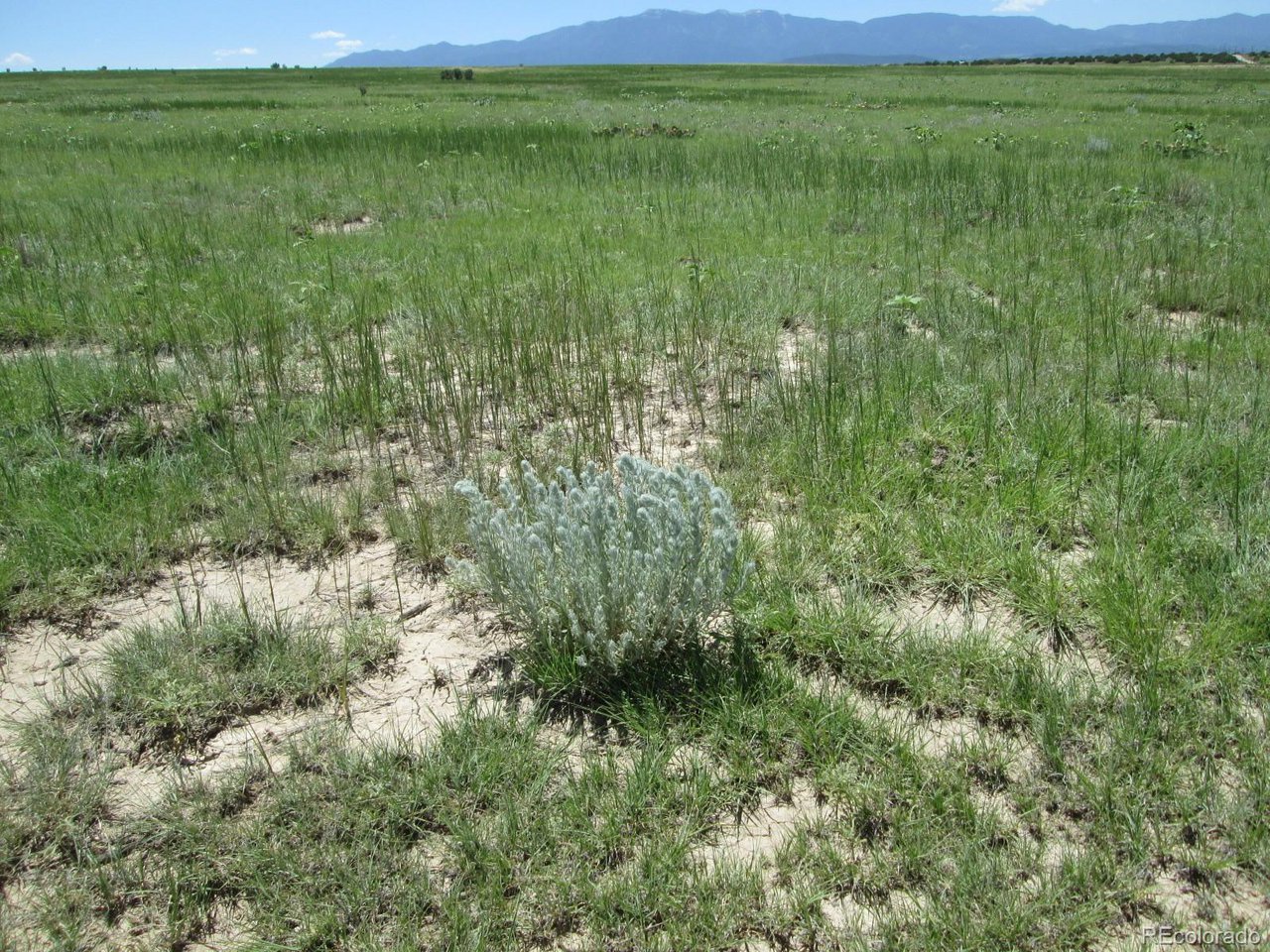 95 Sikes Ranch Rye, CO 81069 - Photo 19 of 30 a view of a field of grass and trees