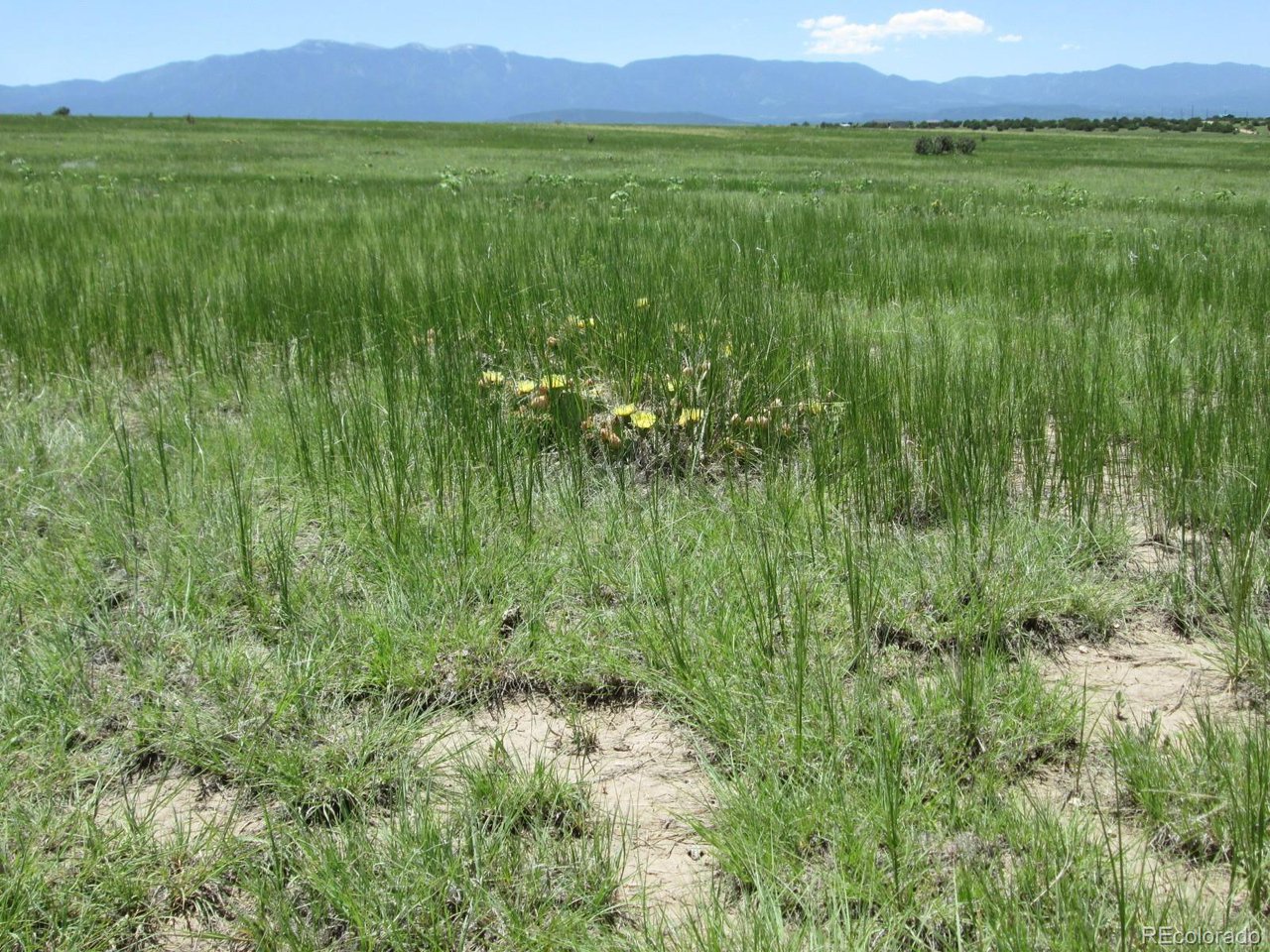 95 Sikes Ranch Rye, CO 81069 - Photo 25 of 30 a view of an lush green mountain