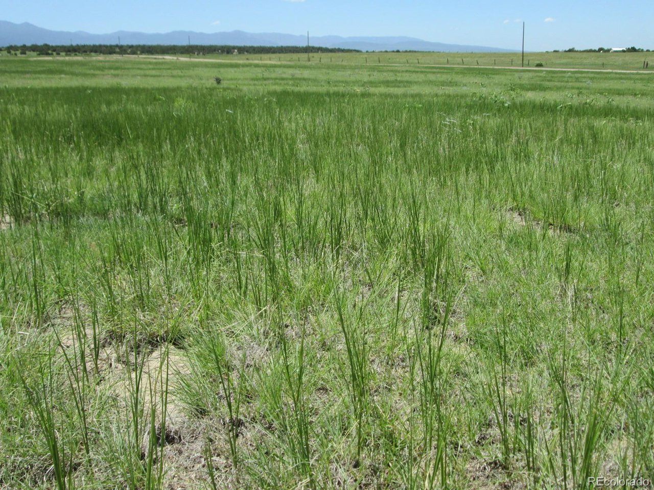 95 Sikes Ranch Rye, CO 81069 - Photo 28 of 30 a view of a lush green space