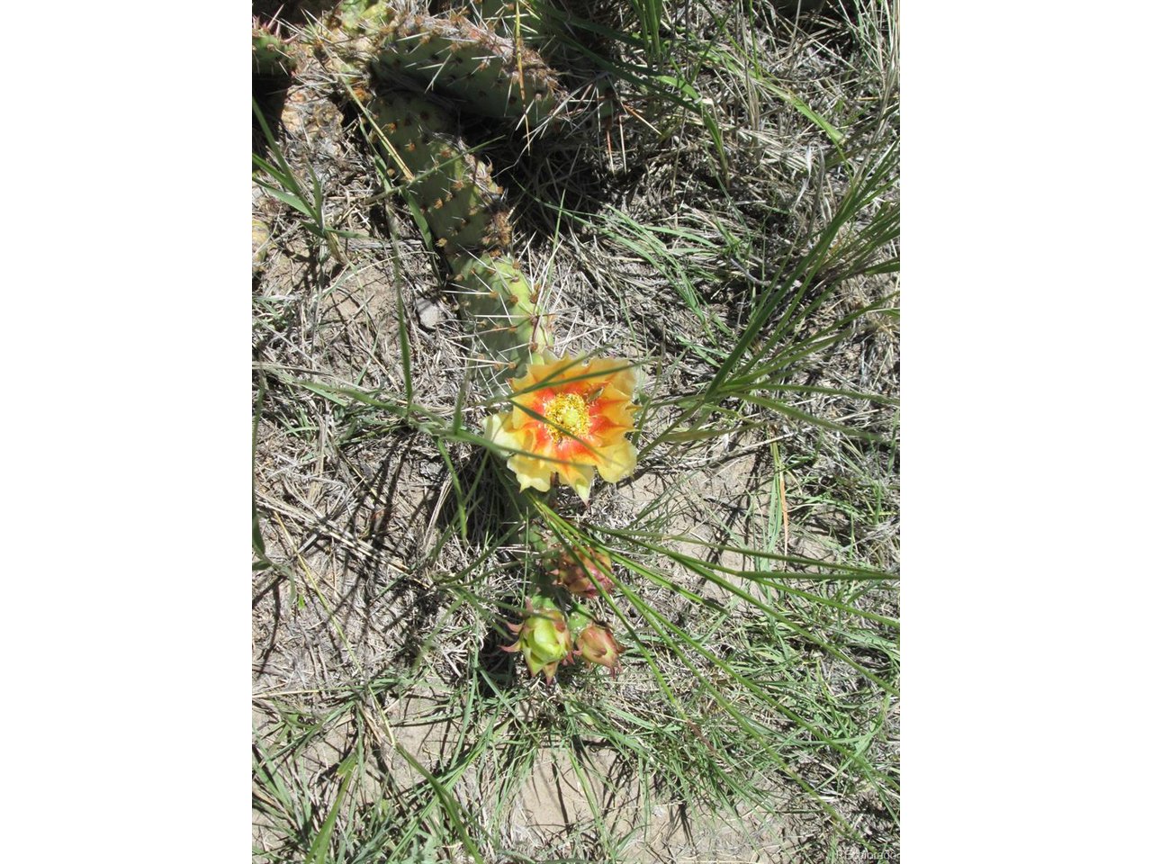 95 Sikes Ranch Rye, CO 81069 - Photo 29 of 30