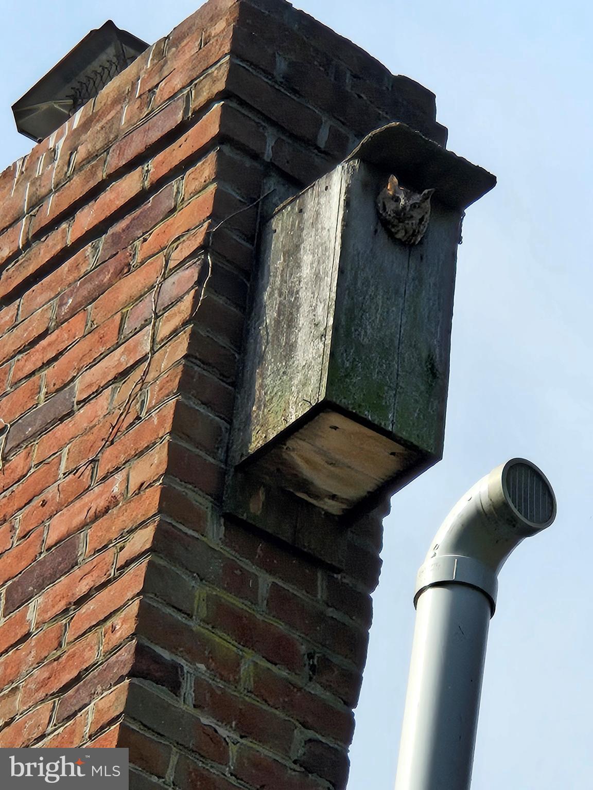 29 Church Road Lancaster, PA 17603 - Photo 56 of 64 Nesting Owl