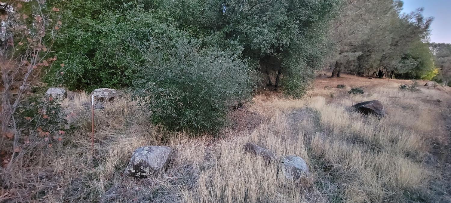 3320 Sudbury Road Cameron Park, CA 95682 - Photo 11 of 18 a view of a forest with a tree