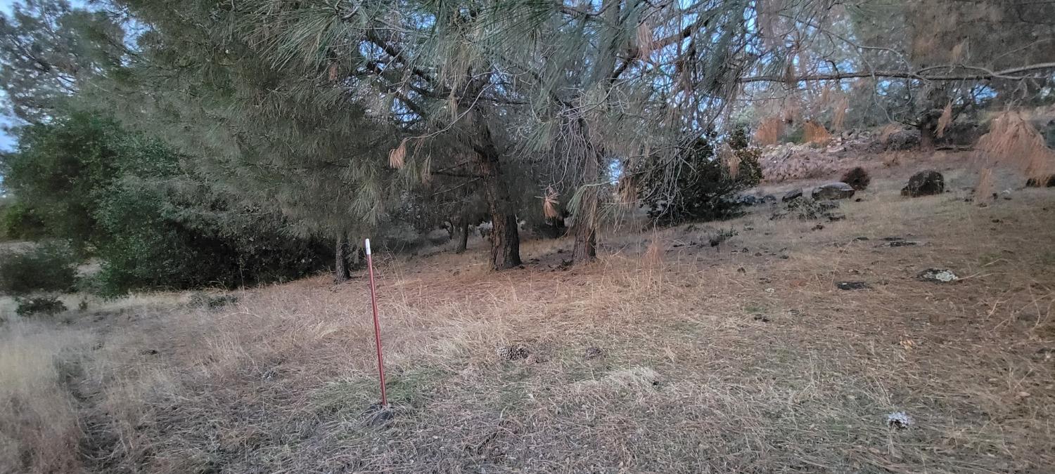 3320 Sudbury Road Cameron Park, CA 95682 - Photo 12 of 18 a view of a forest with trees in the background