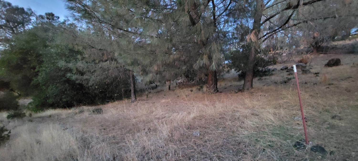3320 Sudbury Road Cameron Park, CA 95682 - Photo 15 of 18 a view of a forest with trees in the background