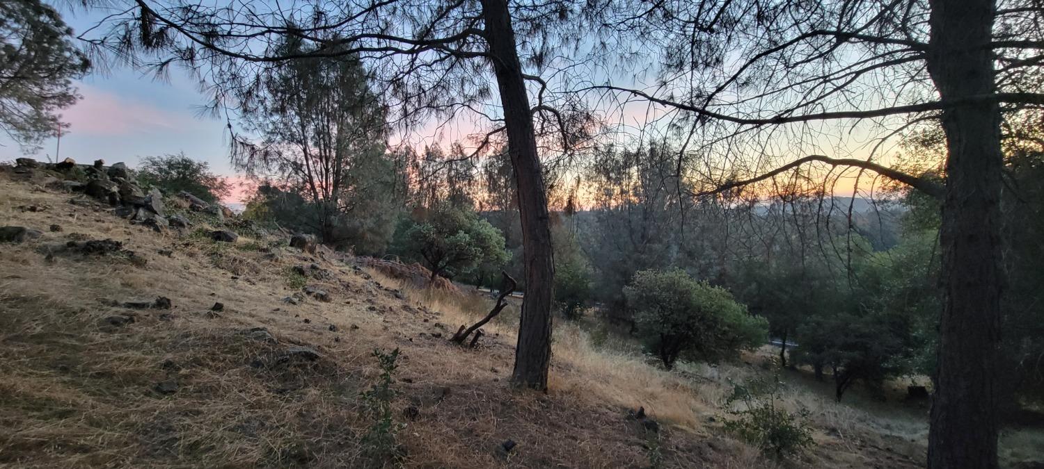 3320 Sudbury Road Cameron Park, CA 95682 - Photo 10 of 18 a view of a tree in a yard