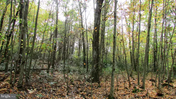 a view of forest