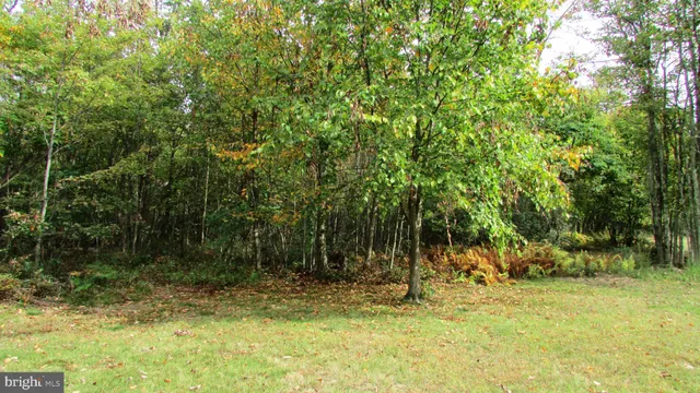 a view of a yard with plants and trees
