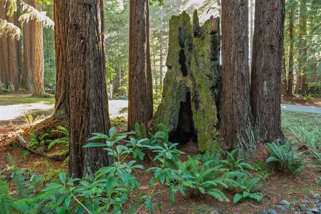 a view of a garden with a tree