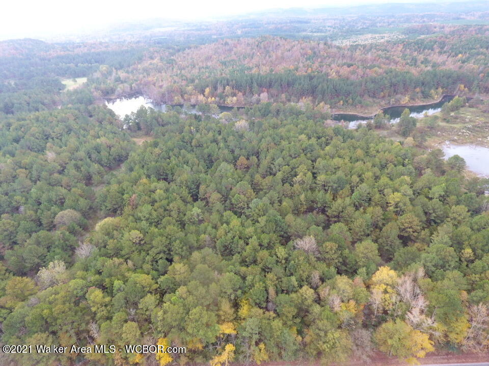 0 Homestead Road Eldridge, AL 35554 - Photo 4 of 8 Gallery Image 4