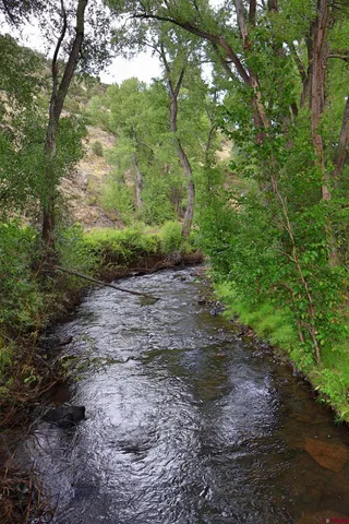 a view of a yard with trees in the background