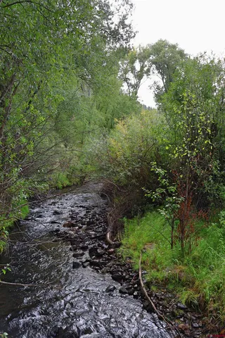 a view of a garden with trees
