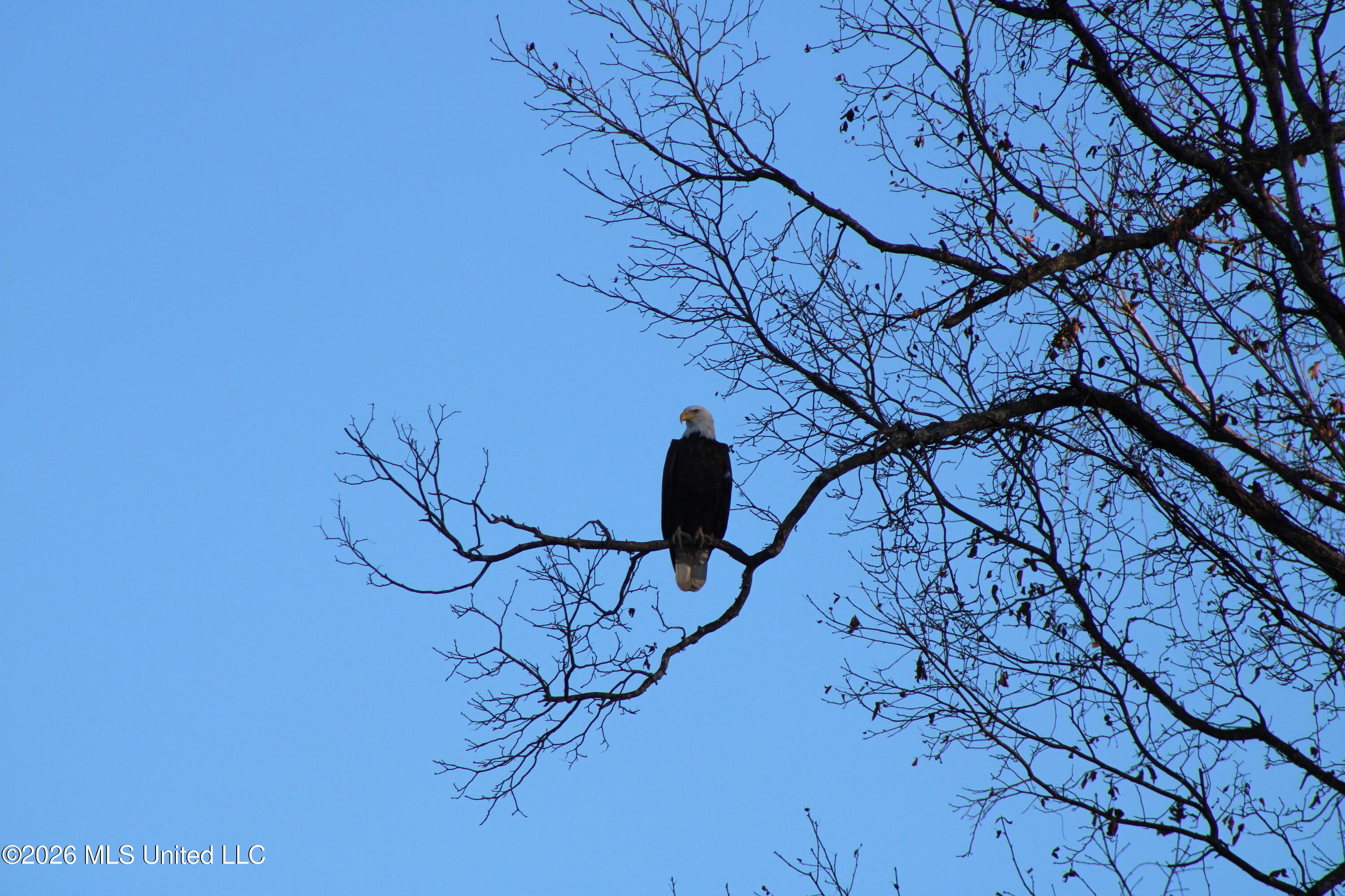 2776 Sees Chapel Road Sarah, MS 38665 - Photo 105 of 124 IMG_0294
