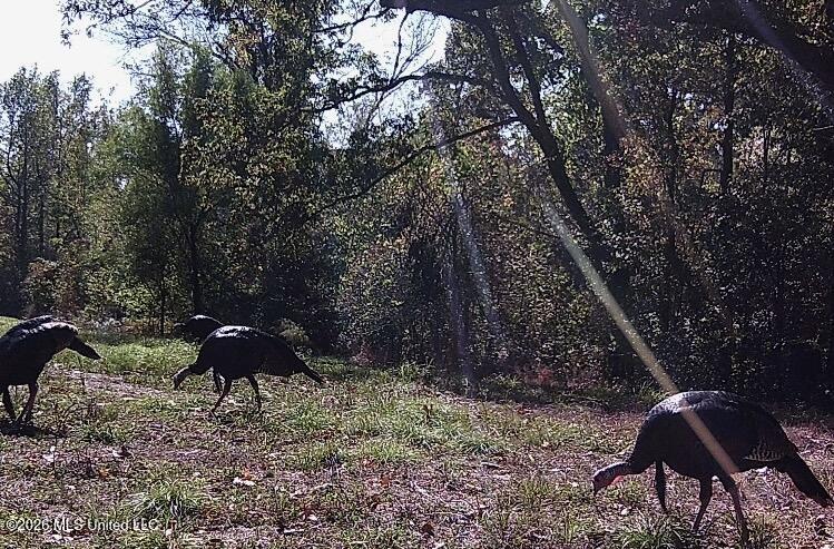 2776 Sees Chapel Road Sarah, MS 38665 - Photo 115 of 124 IMG_4518