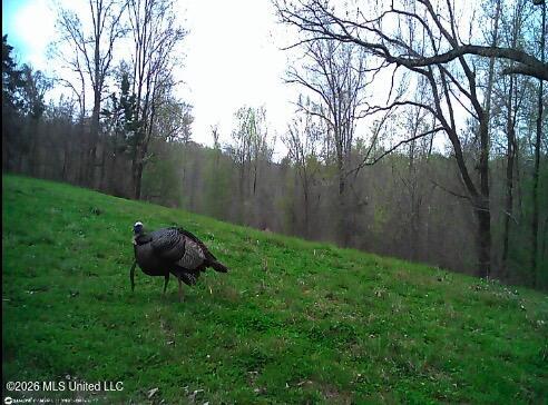 2776 Sees Chapel Road Sarah, MS 38665 - Photo 116 of 124 IMG_8732