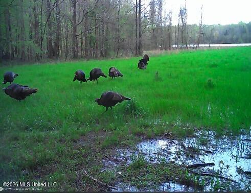 2776 Sees Chapel Road Sarah, MS 38665 - Photo 117 of 124 IMG_8735