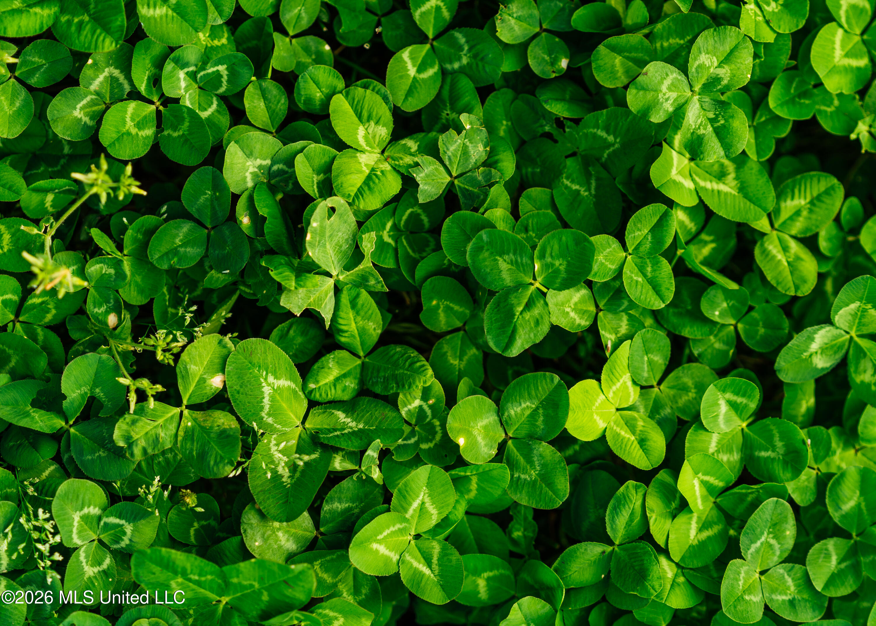 2776 Sees Chapel Road Sarah, MS 38665 - Photo 26 of 124 Panola 235 -54