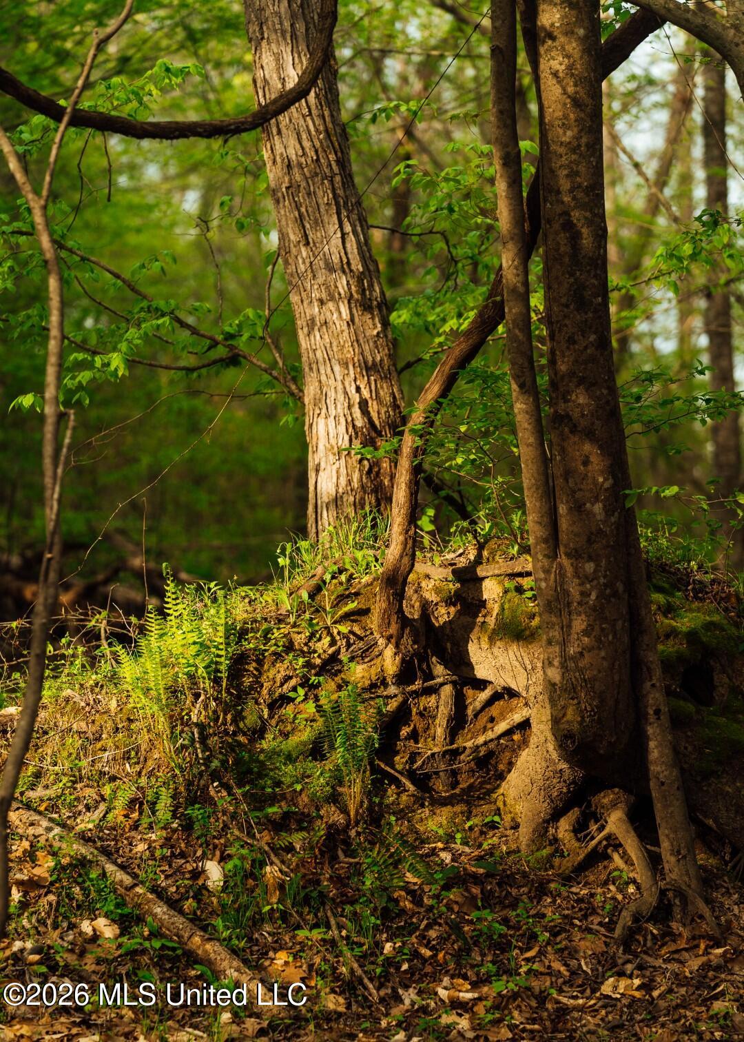 2776 Sees Chapel Road Sarah, MS 38665 - Photo 45 of 124 Panola 235 -61 (Large)