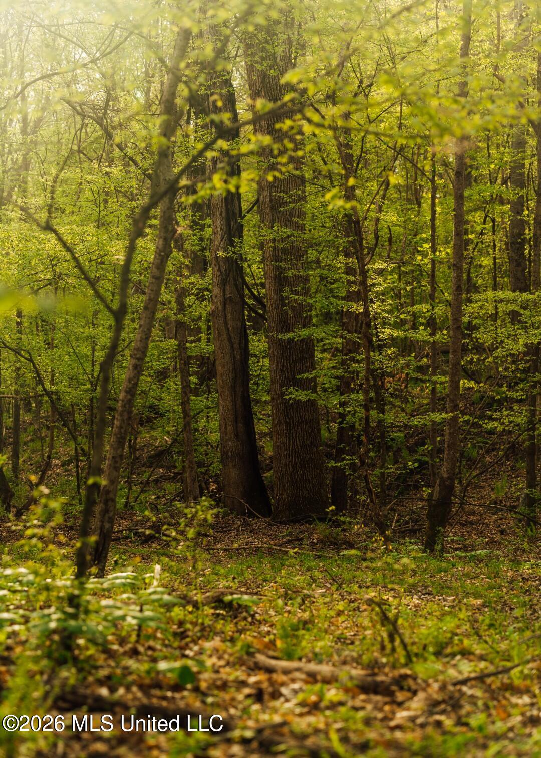 2776 Sees Chapel Road Sarah, MS 38665 - Photo 46 of 124 Panola 235 -62 (Large)