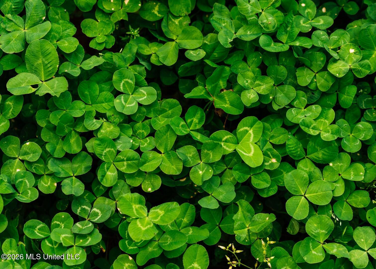 2776 Sees Chapel Road Sarah, MS 38665 - Photo 49 of 124 Panola 235 -65 (Large)