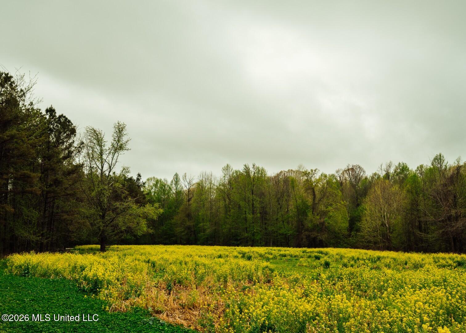 2776 Sees Chapel Road Sarah, MS 38665 - Photo 50 of 124 Panola 235 -66 (Large)
