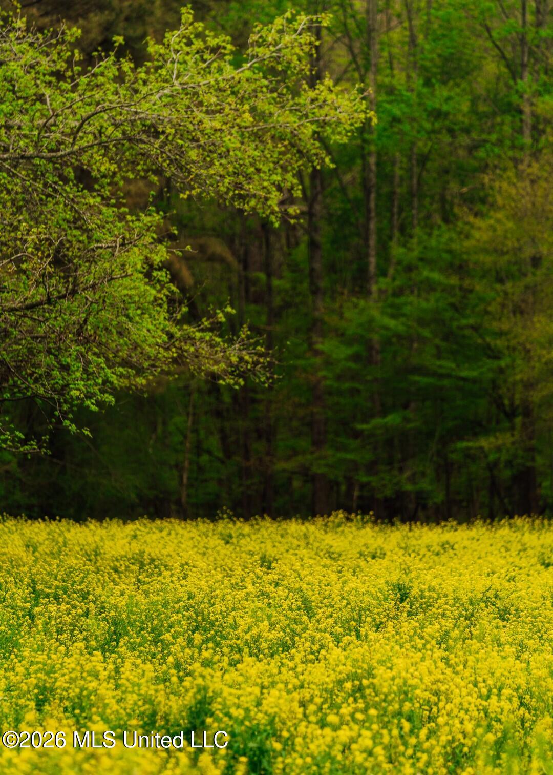 2776 Sees Chapel Road Sarah, MS 38665 - Photo 58 of 124 Panola 235 -77 (Large)