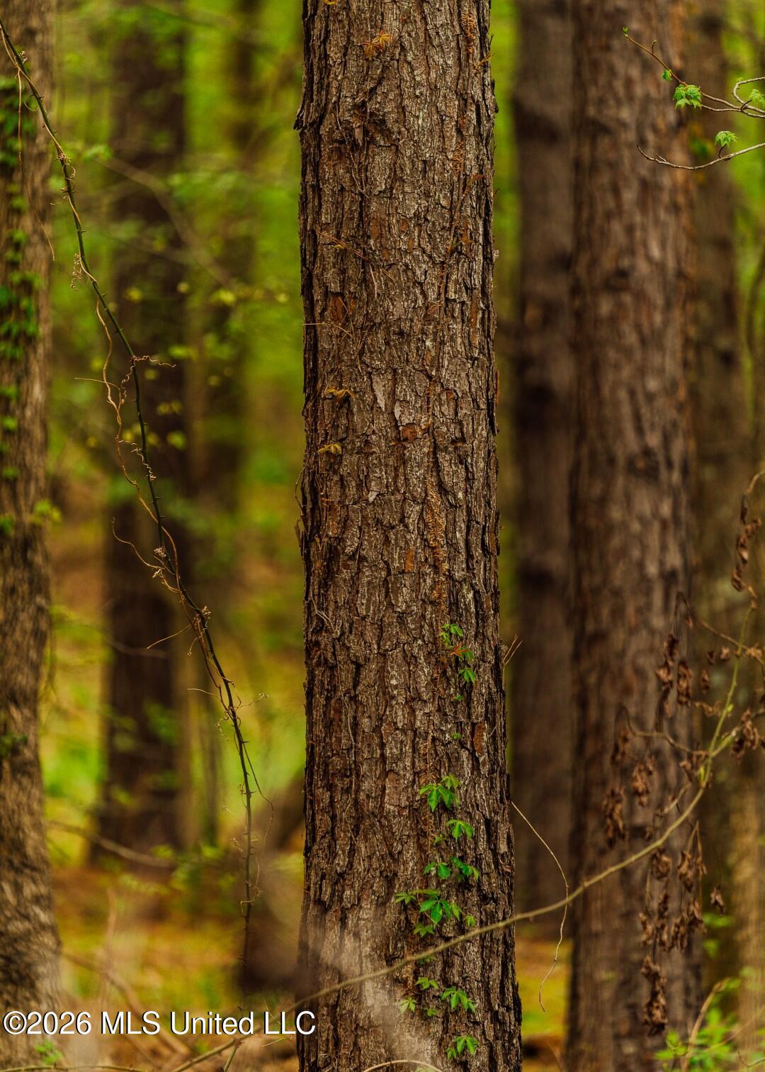 2776 Sees Chapel Road Sarah, MS 38665 - Photo 61 of 124 Panola 235 -80 (Large)