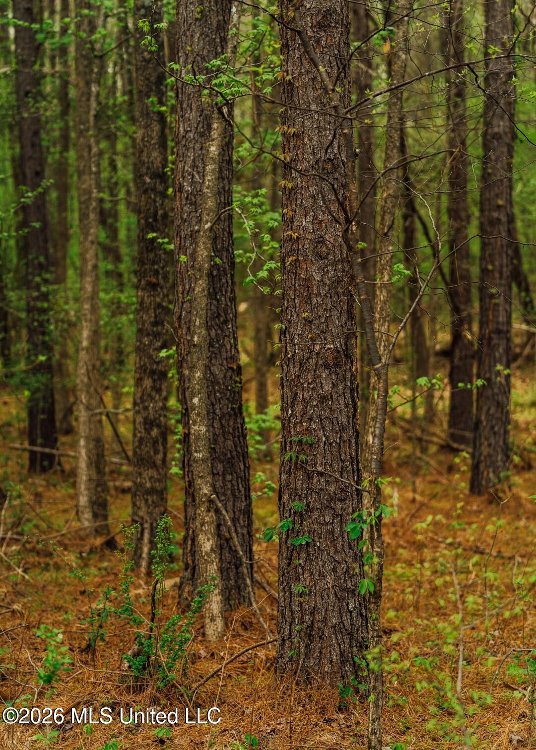 2776 Sees Chapel Road Sarah, MS 38665 - Photo 62 of 124 Panola 235 -81 (Large)