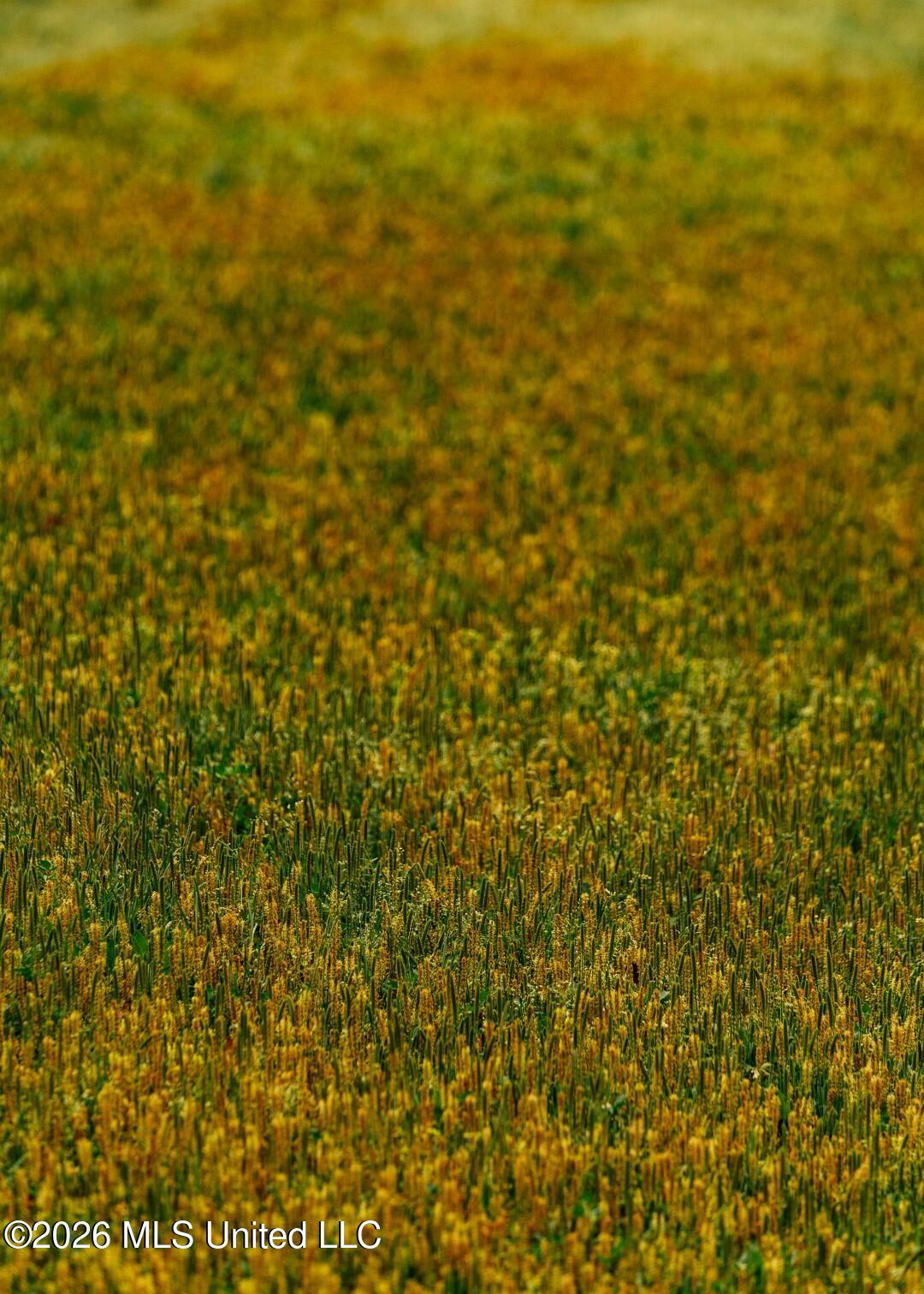 2776 Sees Chapel Road Sarah, MS 38665 - Photo 70 of 124 Panola 235 -90 (Large)