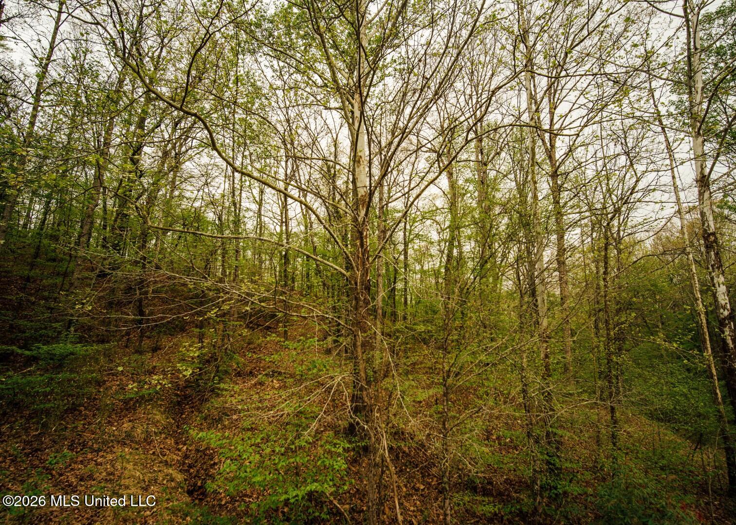 2776 Sees Chapel Road Sarah, MS 38665 - Photo 72 of 124 Panola 235 -92 (Large)