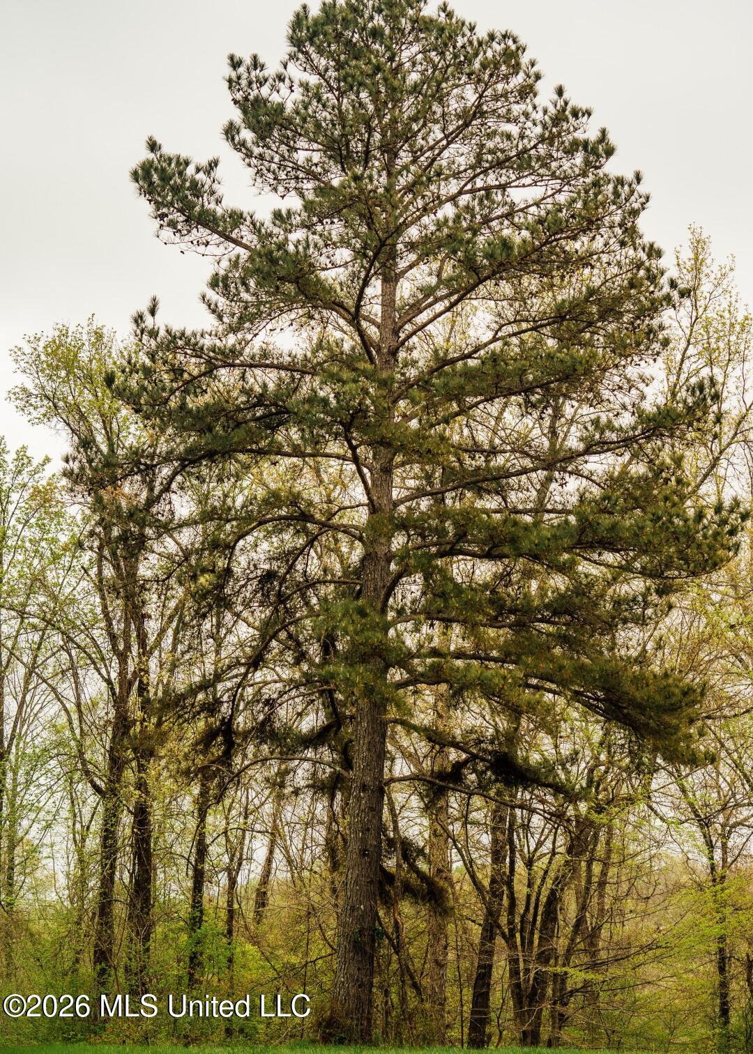 2776 Sees Chapel Road Sarah, MS 38665 - Photo 74 of 124 Panola 235 -94 (Large)