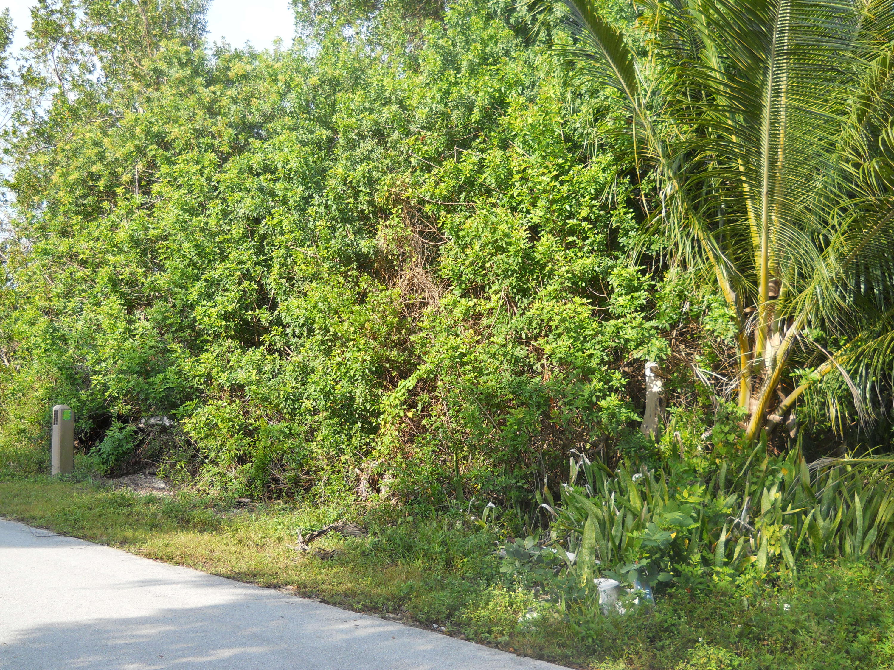 0 La Paloma Road Key Largo, FL 33037 - Photo 3 of 6 DSCN0258