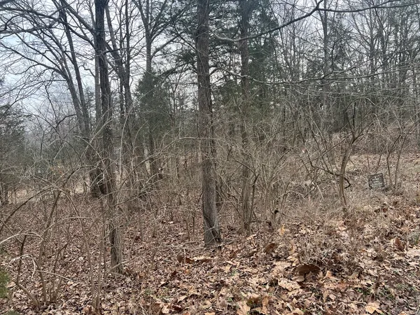 a view of a forest