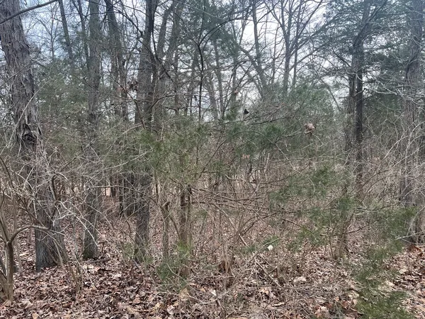 a view of forest