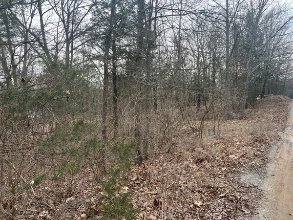 a view of a forest with trees in the background
